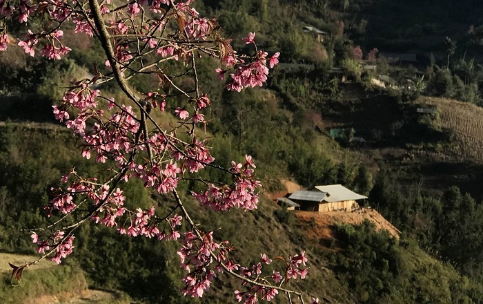 Sắc hoa đào rừng Mù Cang Chải nở rộ báo hiệu mùa xuân đã đến